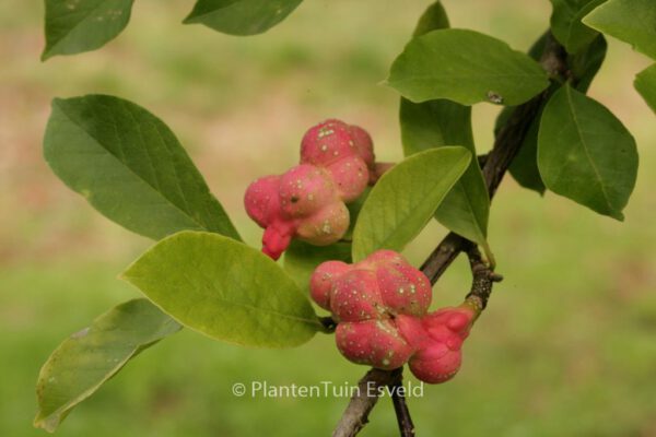 Magnolia kobus - Image 5