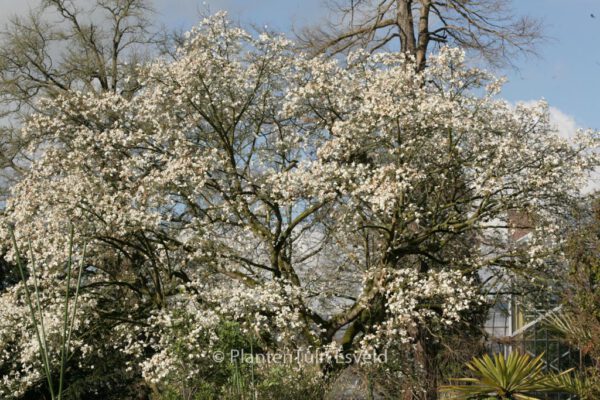 Magnolia kobus - Image 6