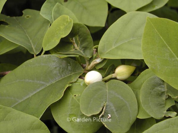 Magnolia sieboldii - Image 6