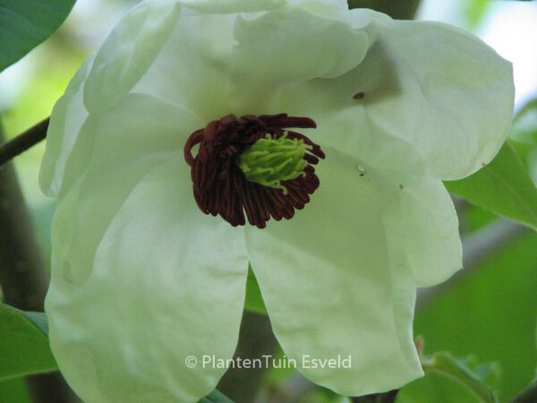 Magnolia sieboldii - Image 8