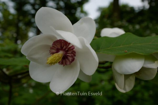 Magnolia sieboldii