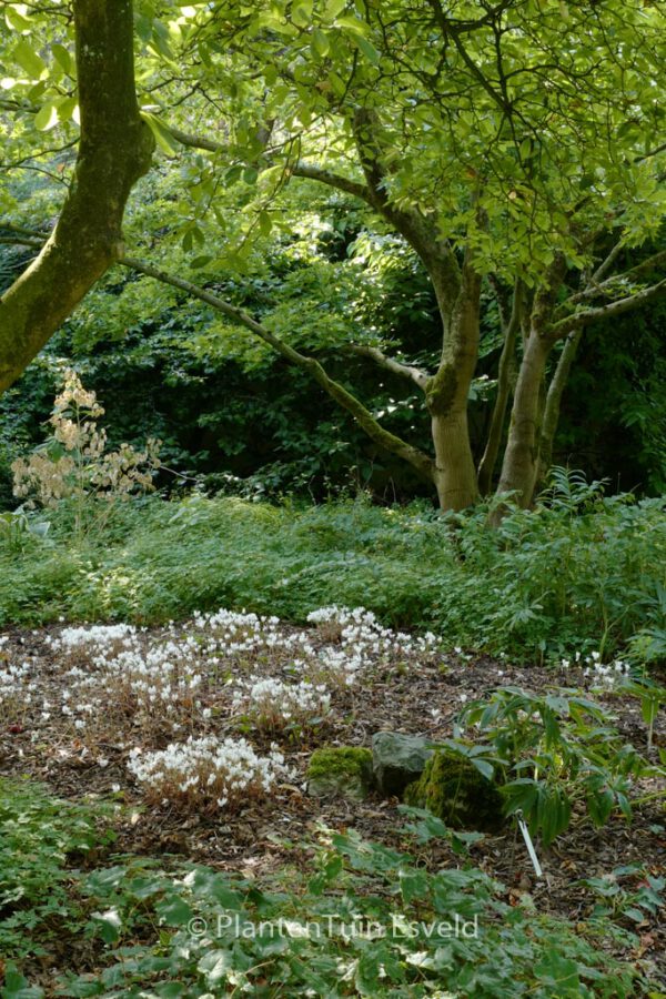 Magnolia stellata 'George Henry Kern' - Image 3