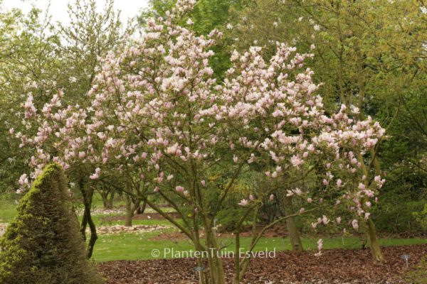 Magnolia stellata 'George Henry Kern'