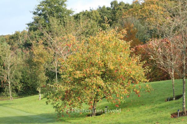 Malus 'Evereste' (PERPETU) - Image 4