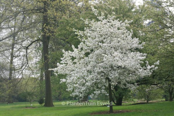 Malus 'Evereste' (PERPETU) - Image 5