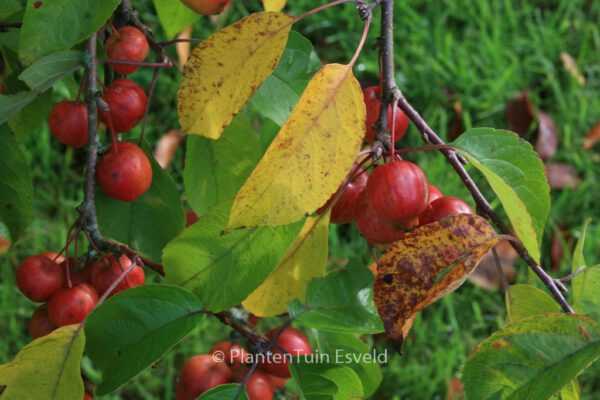 Malus 'Evereste' (PERPETU) - Image 6