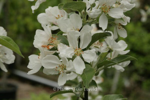 Malus 'Evereste' (PERPETU) - Image 7