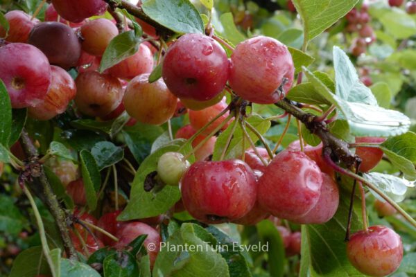 Malus 'Evereste' (PERPETU) - Image 8