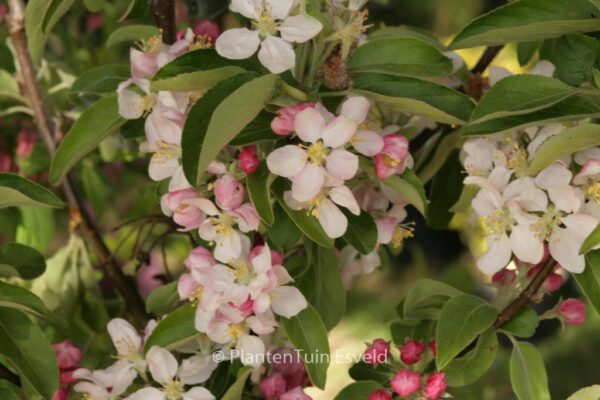 Malus 'Evereste' (PERPETU)