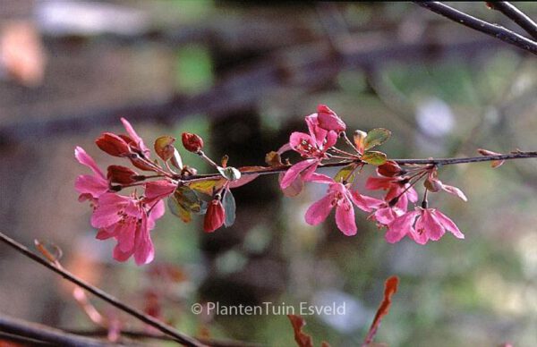 Malus 'Royal Beauty'