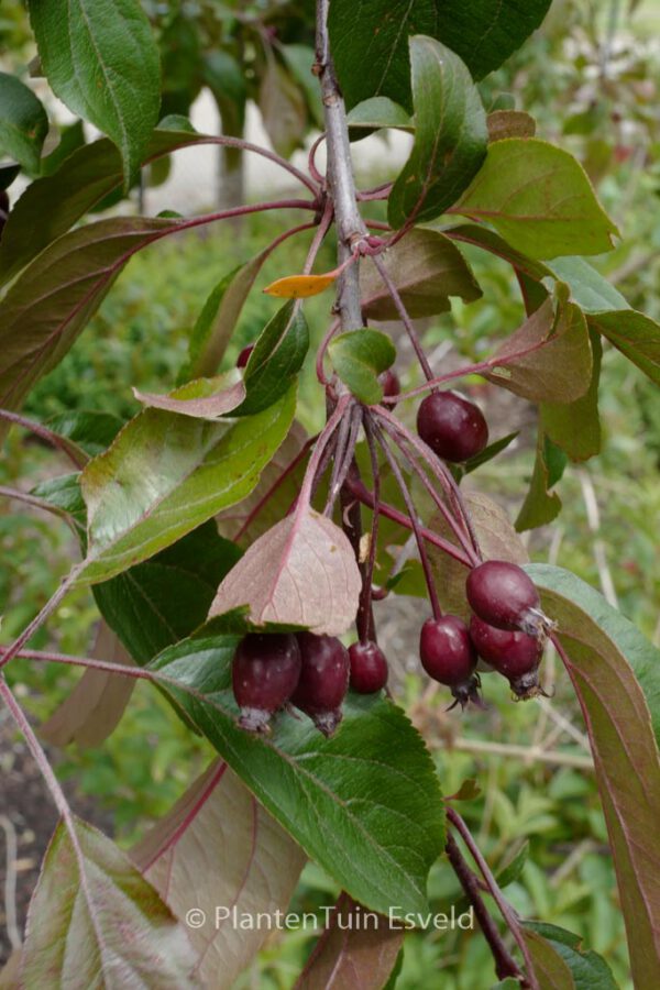 Malus 'Rudolph' - Image 4