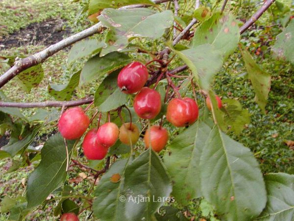 Malus 'Rudolph'