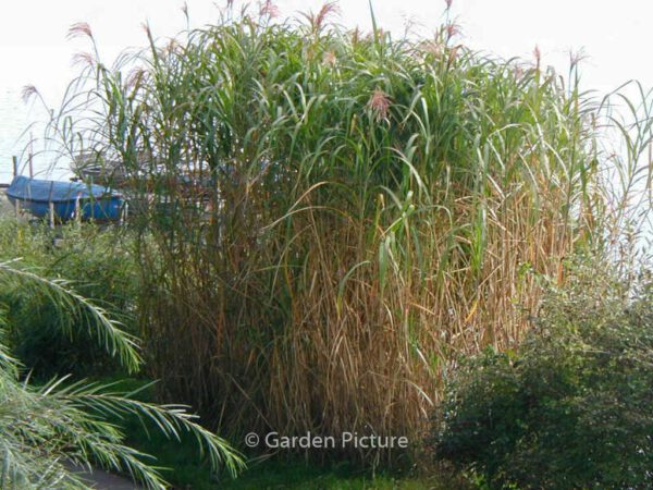 Miscanthus giganteus - Image 2