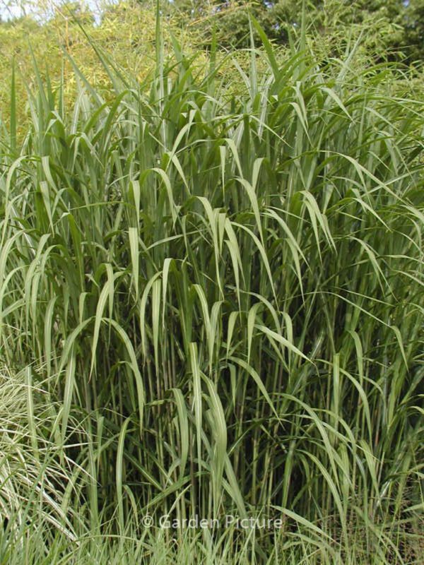 Miscanthus giganteus - Image 3