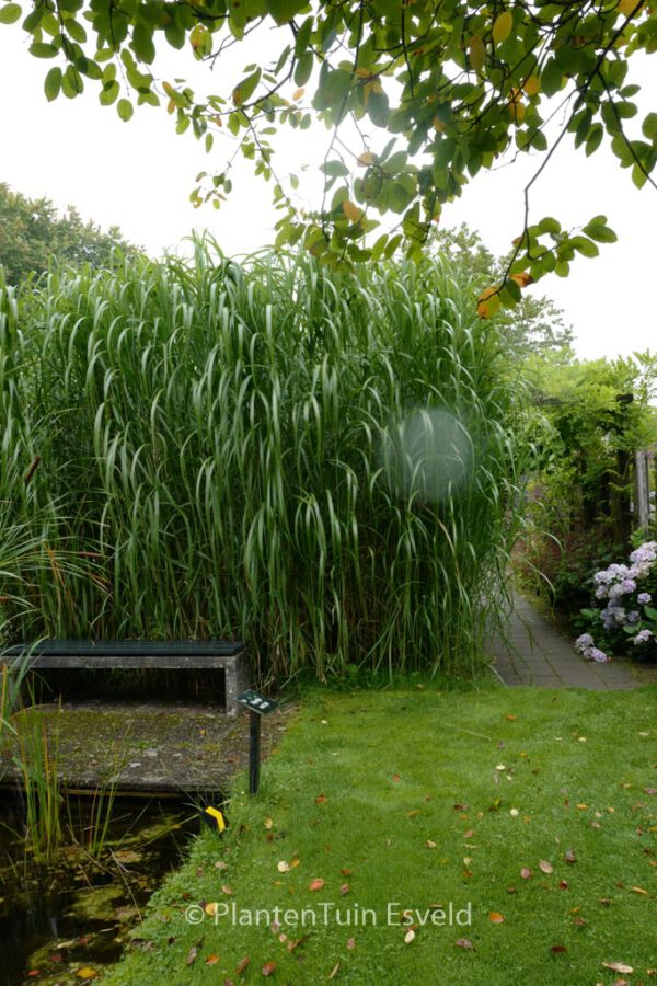 Miscanthus giganteus - Image 4