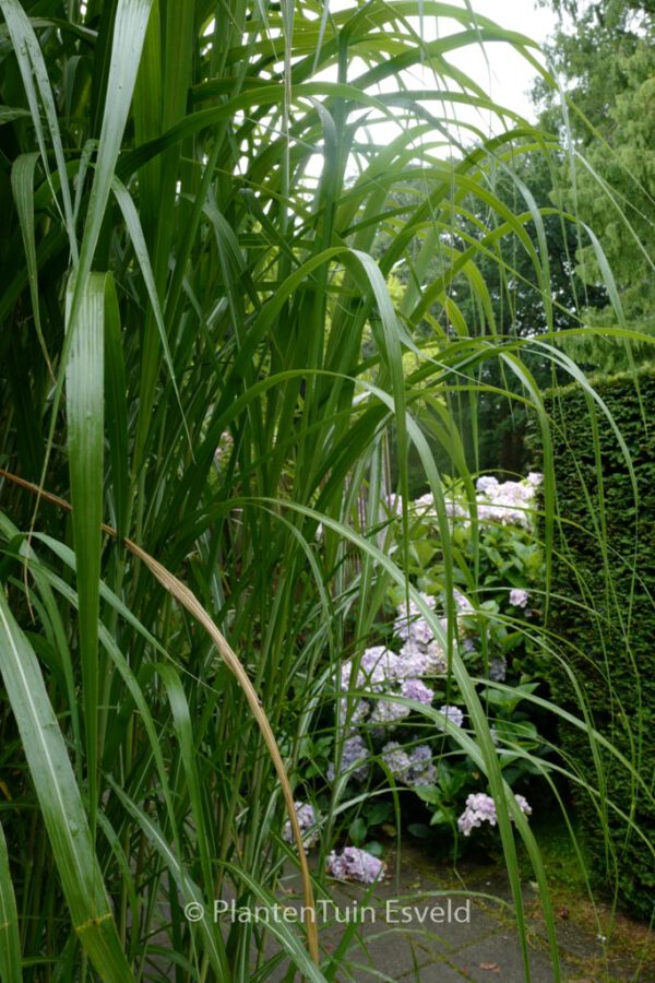 Miscanthus giganteus - Image 5