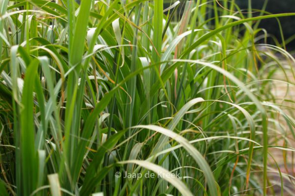 Miscanthus giganteus - Image 6