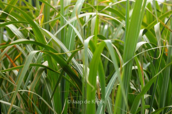 Miscanthus giganteus - Image 7