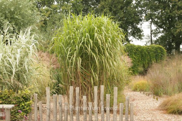 Miscanthus giganteus