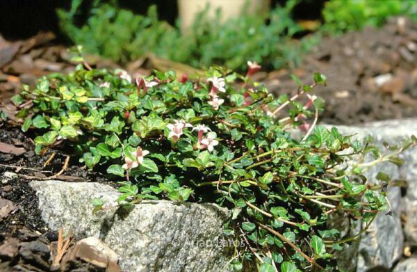 Mitchella repens - Image 3