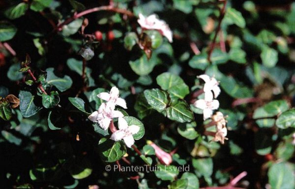 Mitchella repens - Image 6