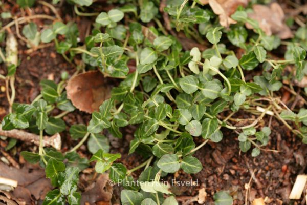 Mitchella repens - Image 7