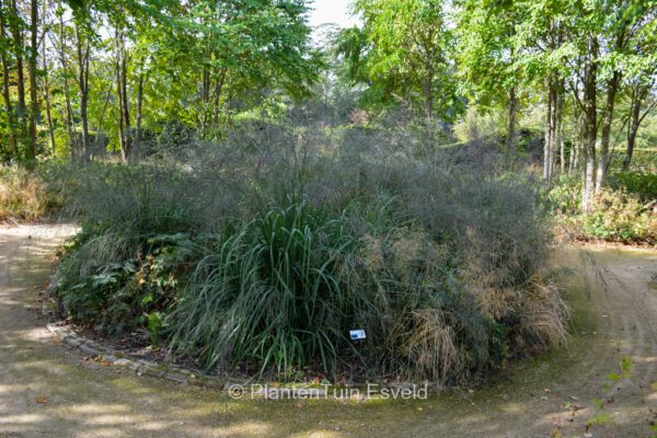 Molinia arundinacea 'Transparent'