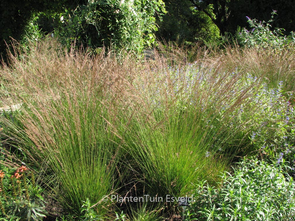 Molinia caerulea Edith Dudszus – Esveld Shop