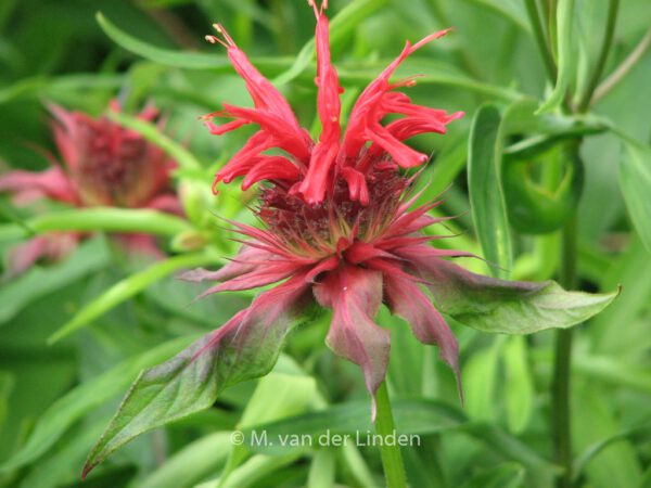 Monarda 'Cambridge Scarlet' - Image 2