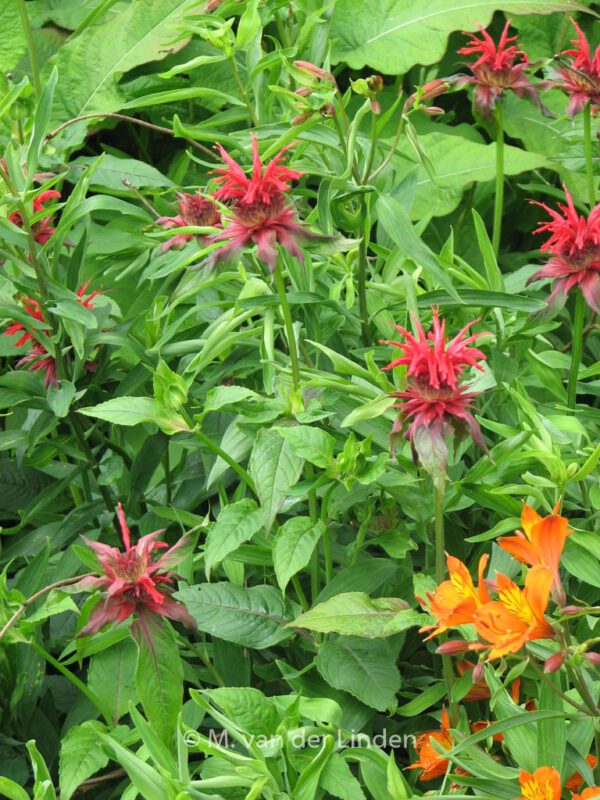 Monarda 'Cambridge Scarlet' - Image 3