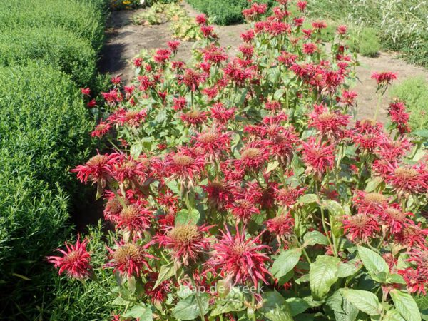 Monarda 'Cambridge Scarlet' - Image 4