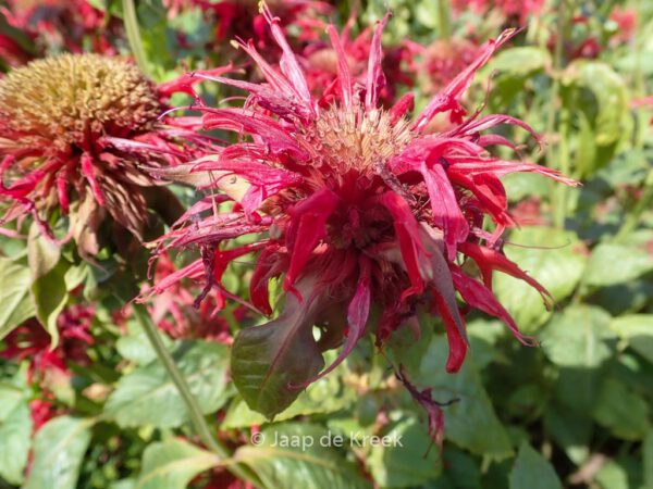 Monarda 'Cambridge Scarlet' - Image 5