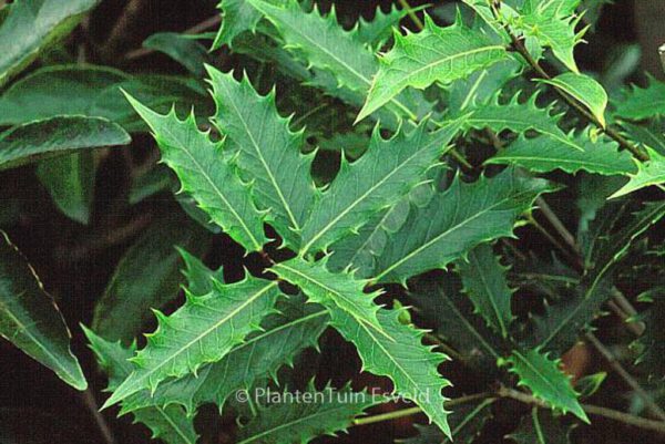 Osmanthus armatus - Image 3