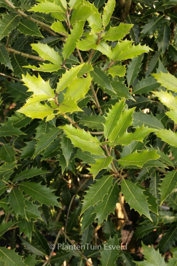 Osmanthus armatus - Image 6