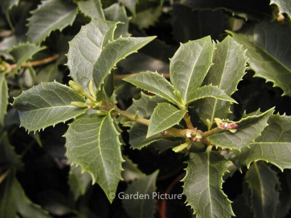 Osmanthus armatus - Image 7