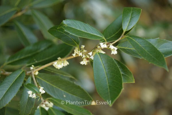 Osmanthus armatus - Image 8