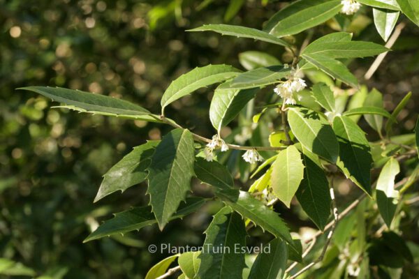 Osmanthus armatus