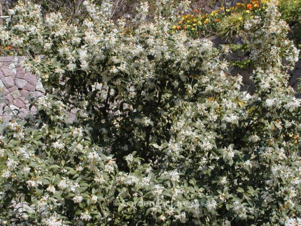 Osmanthus burkwoodii - Image 3