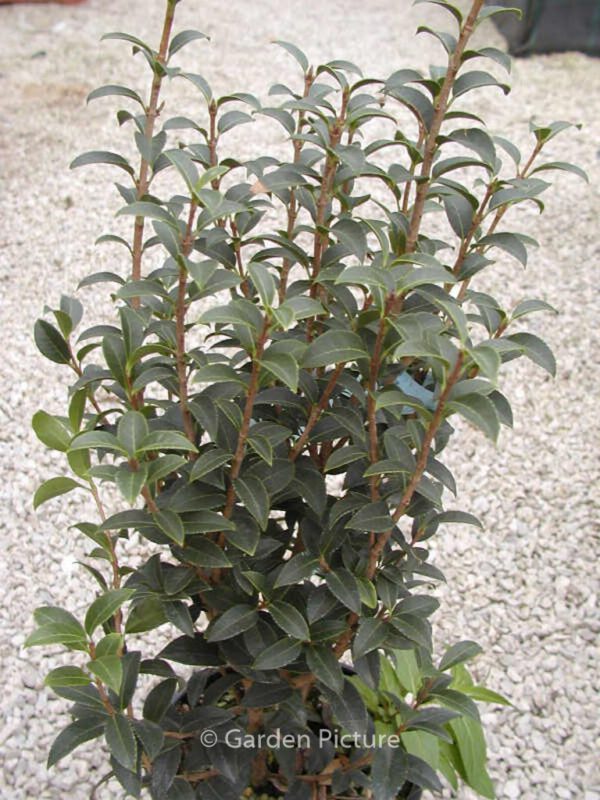 Osmanthus burkwoodii - Image 4