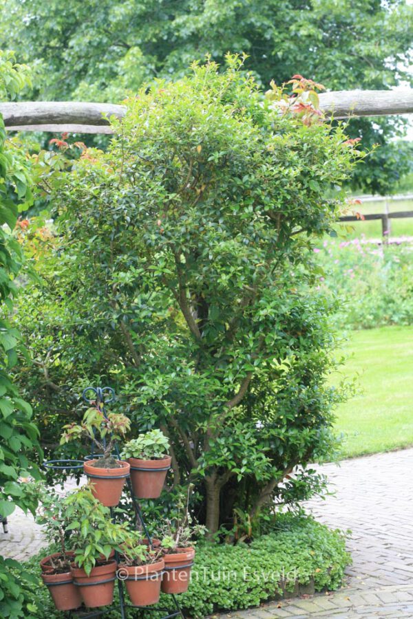 Osmanthus burkwoodii - Image 6