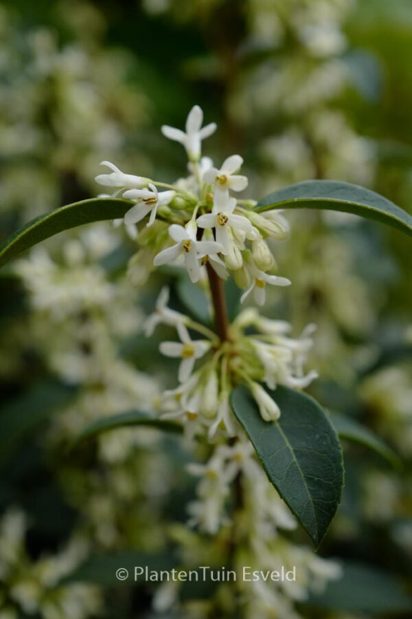 Osmanthus burkwoodii - Image 7