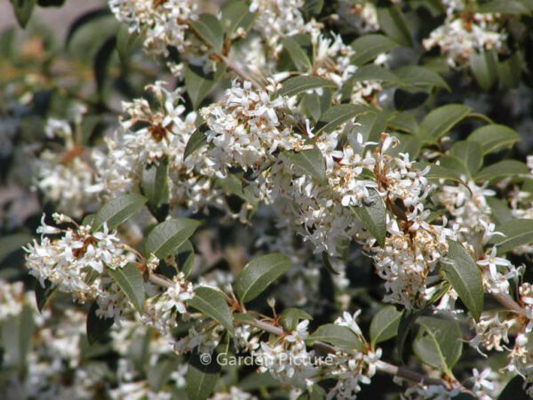 Osmanthus burkwoodii