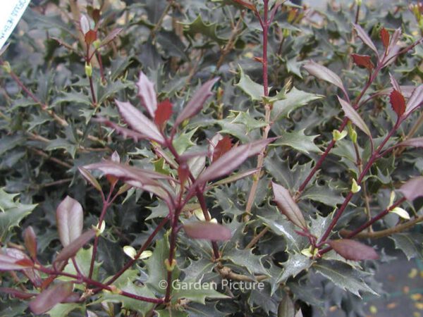 Osmanthus heterophyllus 'Purpureus' - Image 2