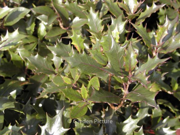 Osmanthus heterophyllus 'Purpureus' - Image 3