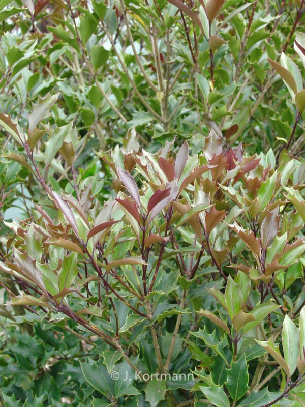 Osmanthus heterophyllus 'Purpureus' - Image 4