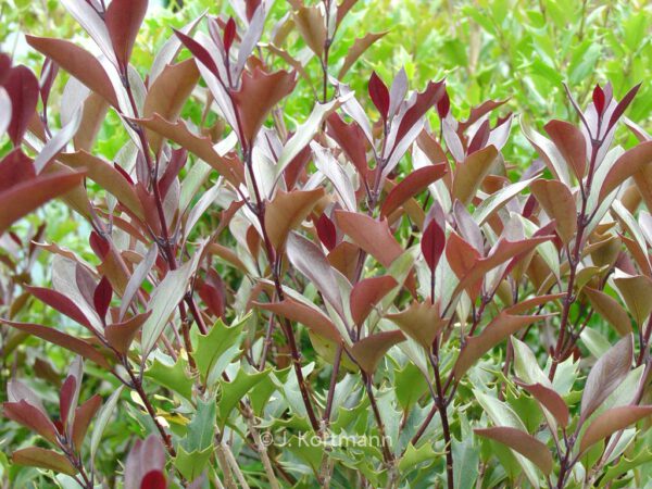 Osmanthus heterophyllus 'Purpureus' - Image 5