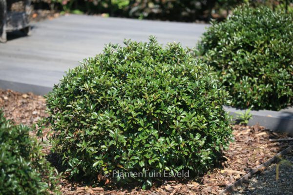 Osmanthus heterophyllus 'Purpureus' - Image 6