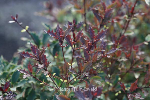 Osmanthus heterophyllus 'Purpureus' - Image 7