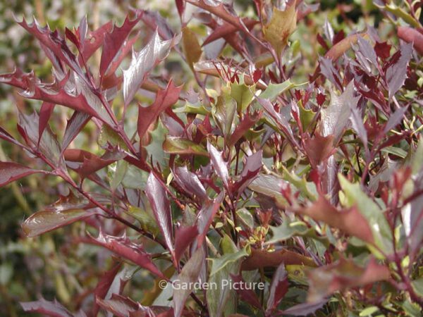 Osmanthus heterophyllus 'Purpureus' - Image 8