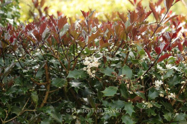 Osmanthus heterophyllus 'Purpureus'